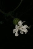 Silene latifolia subsp. alba RCP5-2012 151 (1).JPG